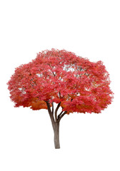 beautiful maple tree red leaves in autumn season