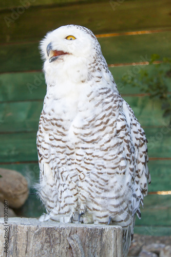 Télécharger gratuitement Images Hibou Harfang Des Neiges Buy This Stock Photo And Explore le plus cool salutations