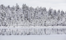 Beautiful First Snow In The Pond In Finland In December
