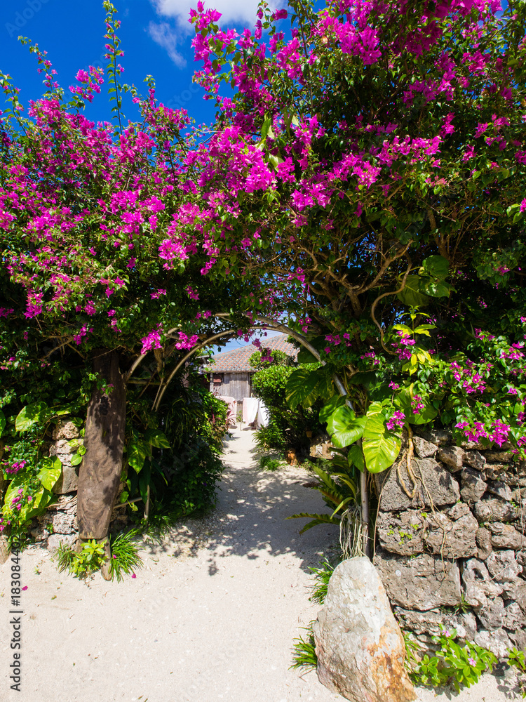 ブーゲンビリアが咲く家 竹富島 の Stock フォト | Adobe Stock