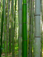  Bambusowa tło lasu zieleń