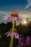 Fototapeta Kwiaty -  Echinacea 