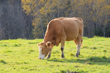 Cow in a field