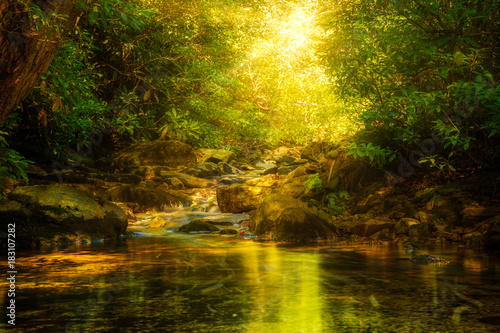 Fotografía Sun rays burst through forest foliage along Verkeerde Kill in Minnewaska reserve