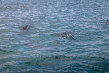 Sticker - Dolphins swimming in the inner sea - Fernando de Noronha, Pernambuco, Brazil