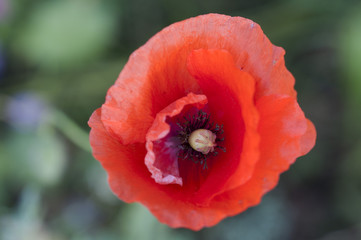 picture of beautiful red flower in summer