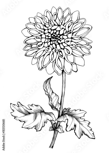 Garden Dahlia Graphic The Branch Flowering Dahlia Close Up Of Flower With Leaves Black And White Outline Illustration Hand Drawn Painting Isolated On White Background Stock イラスト Adobe Stock