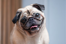 Pug Looking At Camera Tilted Head Smiling