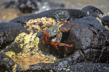 Wall Mural - Colorful Red Crab (Goniopsis cruentata) at Praia do Sancho Beach - Fernando de Noronha, Pernambuco, Brazil