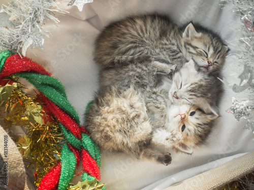 Cute Tabby Kittens Sleeping And Hugging In A Basket On Christmas