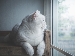 Poster - Cute short hair cat looking out through a window,vintage filter