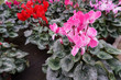 Cyclamen flower Multi colors