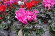Cyclamen flower Multi colors