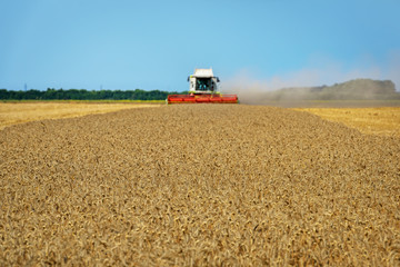 Aufkleber - Combine harvester in action on wheat field.