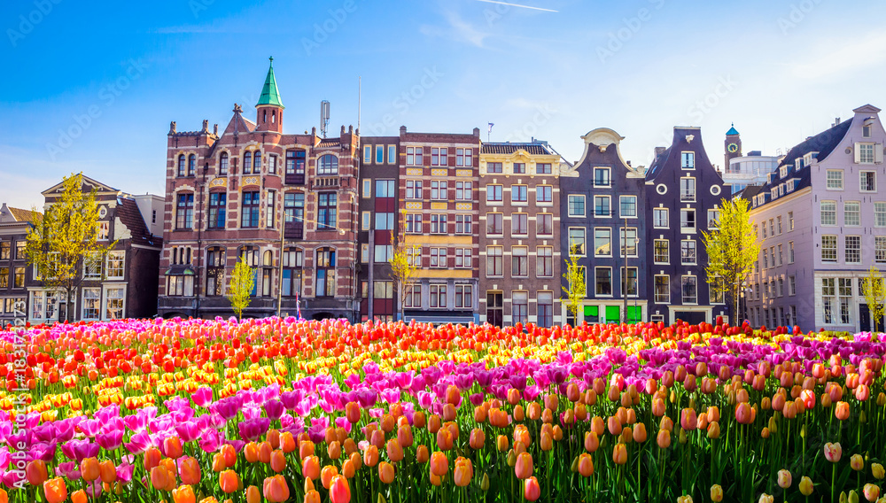 Obraz na płótnie Traditional old buildings and tulips in Amsterdam, Netherlands w salonie