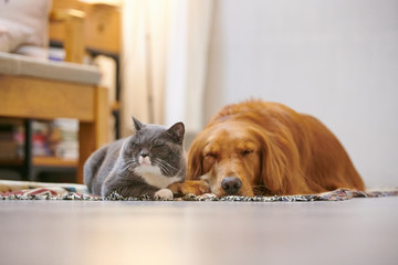 Wall Mural - Golden retriever and British short cat