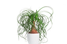 Potted Evergreen Ponytail Palm (Beaucarnea Recurvata) Isolated On White Background