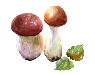 Mushroom forest porcini watercolor illustration isolated on white background