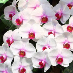 Wall Mural - Orchid Flower