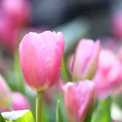 Wall Mural - pink tulips