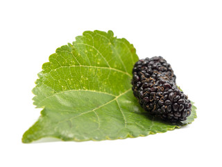 mulberries with a leaves isolated on white background. Mulberry this a fruit and can be eaten.