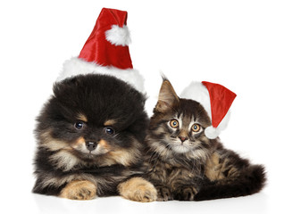 Sticker - Cat and dog together on white in Christmas hats