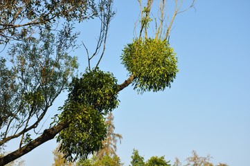 Mistletoe bunches balls on tree branch on blue sky background