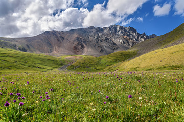 Wall Mural - mountains meadow alpine wildflowers hills