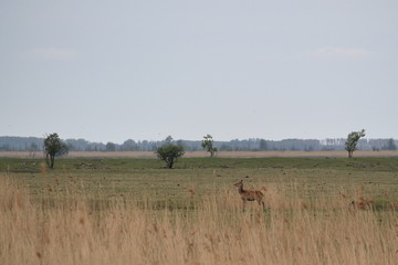 Sticker - oostvaardersplassen