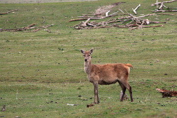 Wall Mural - red deer