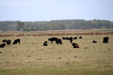 Sticker - oostvaardersplassen