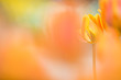 © ひか - オレンジのウィンターチューリップ