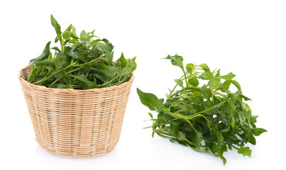 Wall Mural - Fresh Watercress isolated on white background