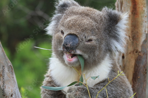 Dekoracja na wymiar  dziki-usmiechajacy-sie-jedzacy-koala-w-poludniowej-australii