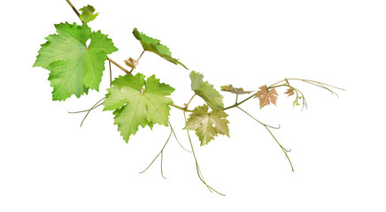 Grape leaves vine branch with tendrils isolated on white background, clipping path included