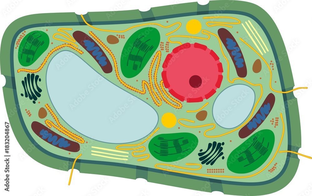 Plant cell structure Stock Vector | Adobe Stock