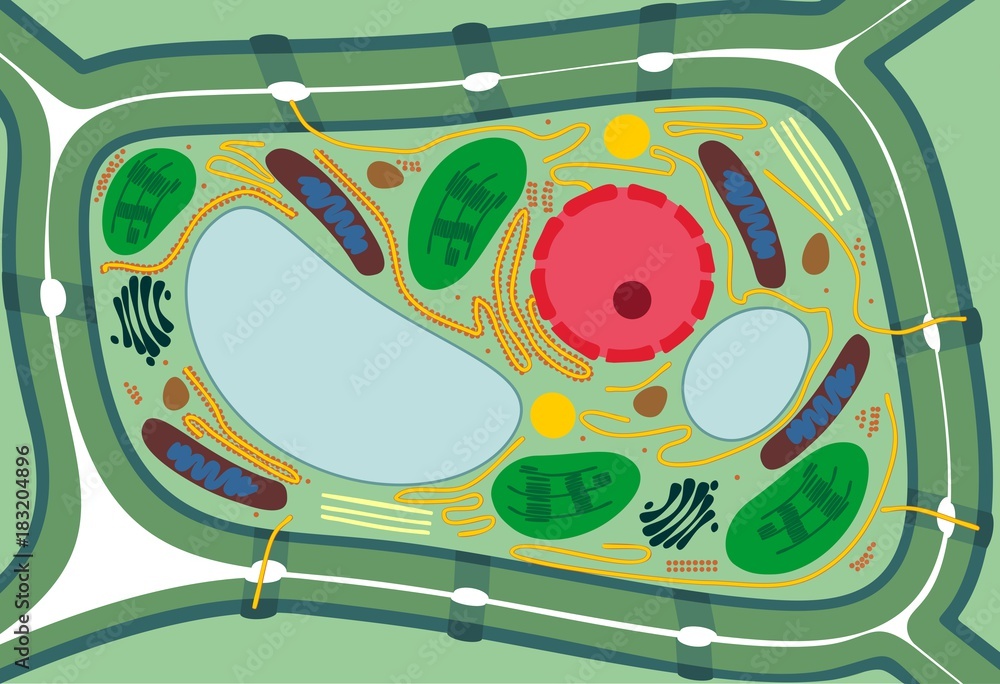 Plant cell structure Stock Vector | Adobe Stock