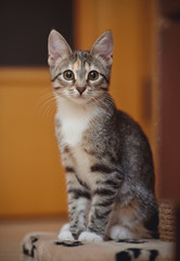 Wall Mural - The young striped cat with brown eyes