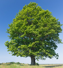 lonely maple