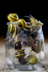 Wall Mural - Colorful snails big and small in a glass jar. Wooden table.