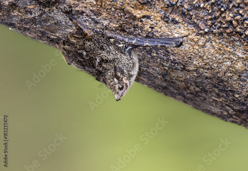 Fotografie, Obraz Proboscis bat (Rhynchonycteris naso) roosting on a tree bark in rainforest, Paca