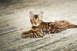 From above view at cute bengal cat lying on the floor looking at camera in studio