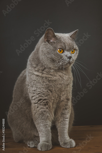 Surprised British Blue Shorthair Cat Buy This Stock Photo And