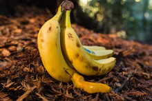 Banana Slug Crawls On The Ground Near An Actual Banana Fruit