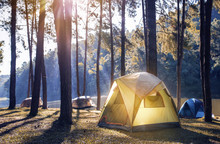 Camping And Tent Under The Pine Forest Near The Lake With Beautiful Sunlight In The Morning