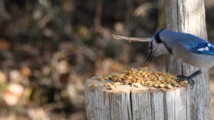 Wall Mural - Blue Jay (Cyanocitta cristata)