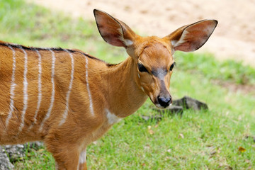 Antelope in the zoo