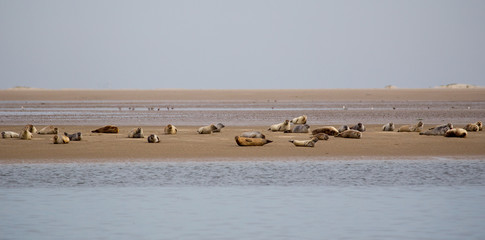 Poster - Seehunde (Phoca vitulina) auf einer Sandbank bei der nordfriesischen Nordseeinsel Juist in Deutschland, Europa.