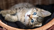 canvas print picture - kleine Katze kuschelt im Körbchen