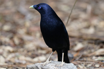 Male Australian Satin Bowerbird - Bald Rock National Park, Queensland Australia